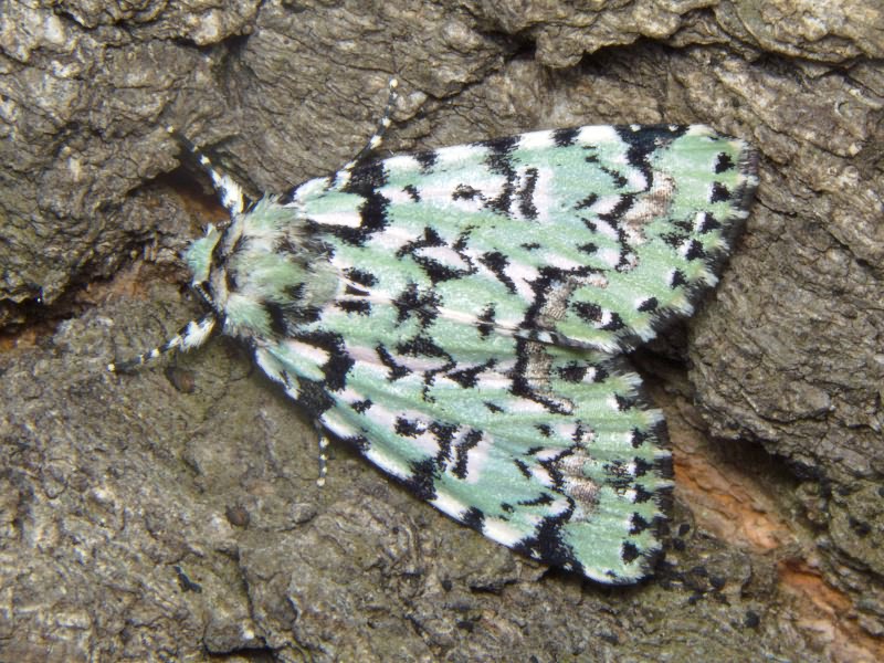 Moma alpium (Osbeck, 1778)